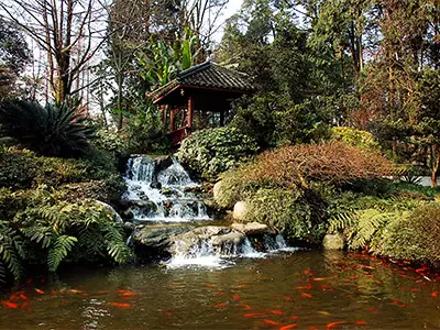 Koi Ponds/Water Features